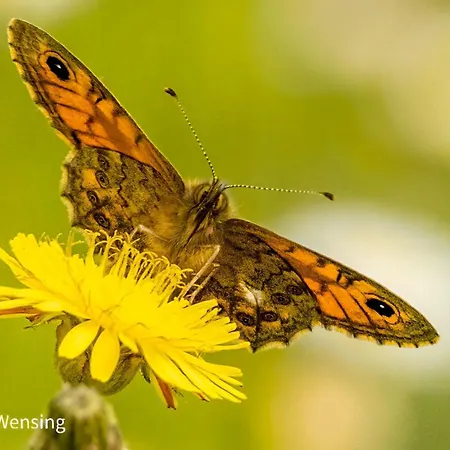 Gastronomic Carlocarla فندق مبيت وإفطار