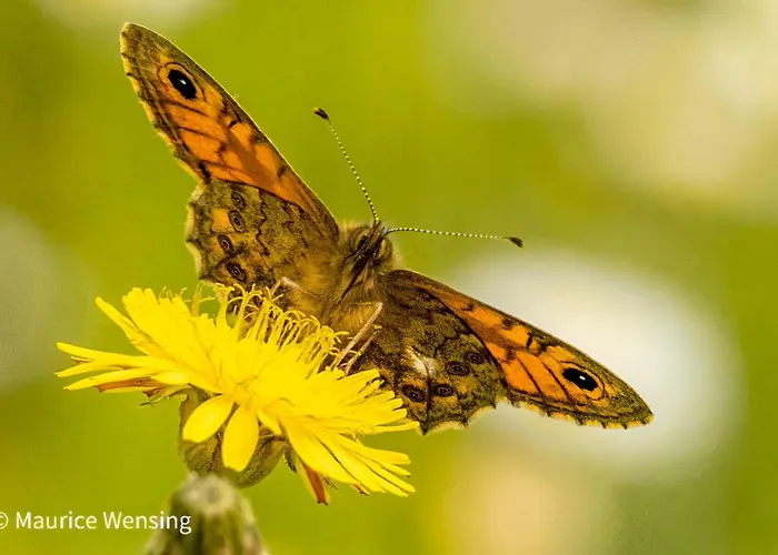 Gastronomic Carlocarla Bed & Breakfast
